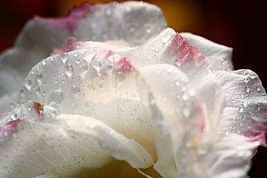 免费制历史战争策略游戏新作《火力与机动》公布